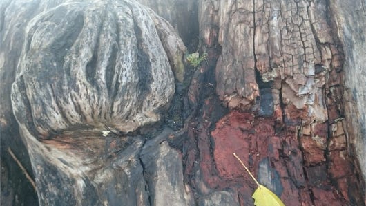 Anna Delliou Photographie