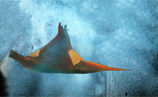 Anna Delliou Photographie